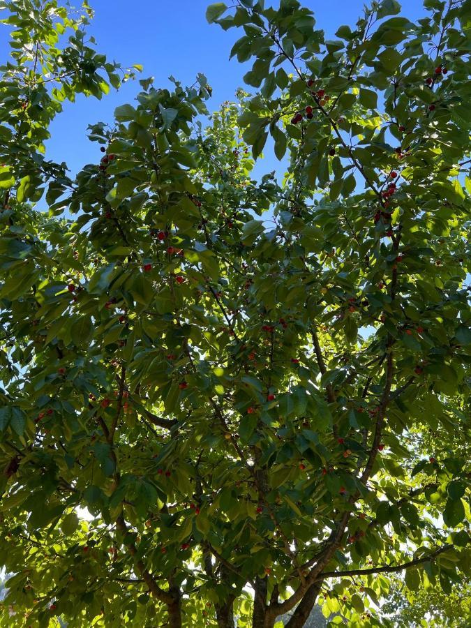 Borgo Al Canto Degli Alberi ลุคคา ภายนอก รูปภาพ